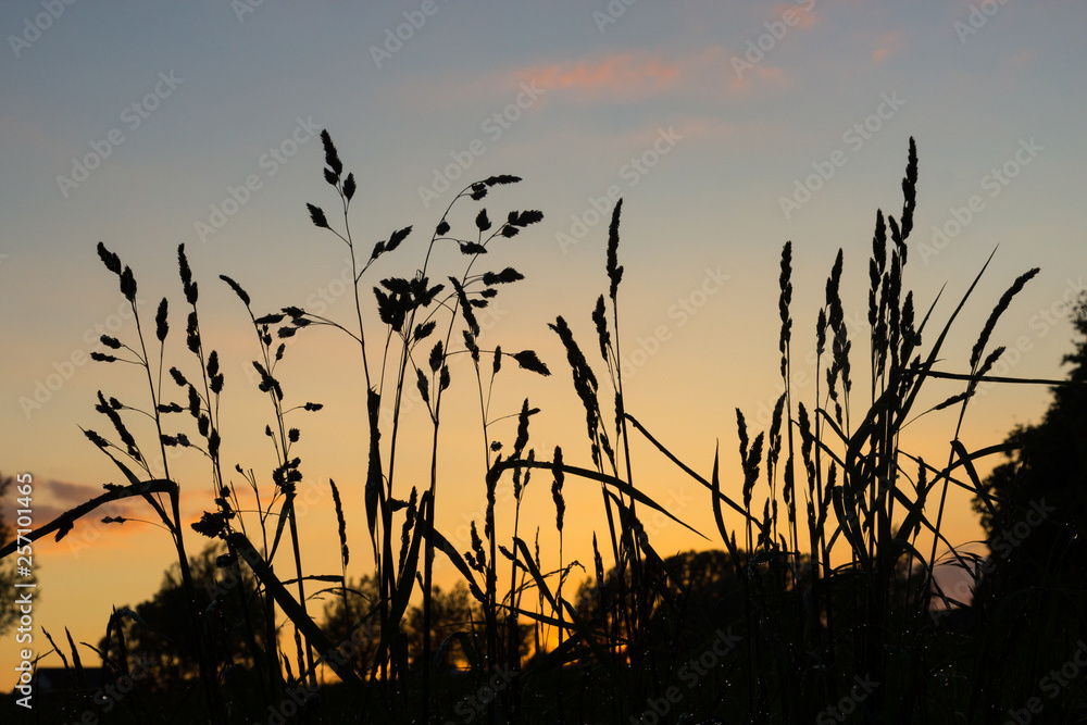 grass against sunset sky - summer sunset