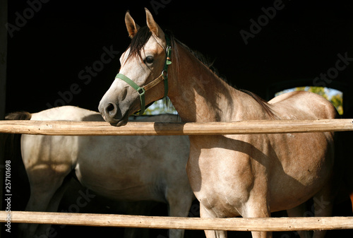 Nice thoroughbred foals standing in the stable door summertime