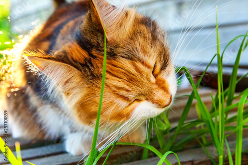 Canvas Print Arrogant short-haired domestic beautiful tabby cat eating fresh green grass oats