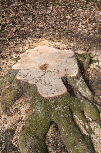 stock of a tree stump in the forest