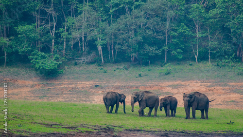 Photography elephants in the field