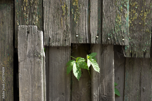 Old wooden fence with a green sprig in front. For design, banner and layout.