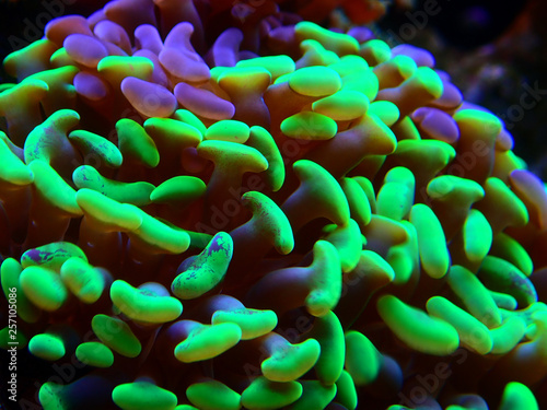 Hammer Coral, Aquacultured - (Euphyllia ancora) 