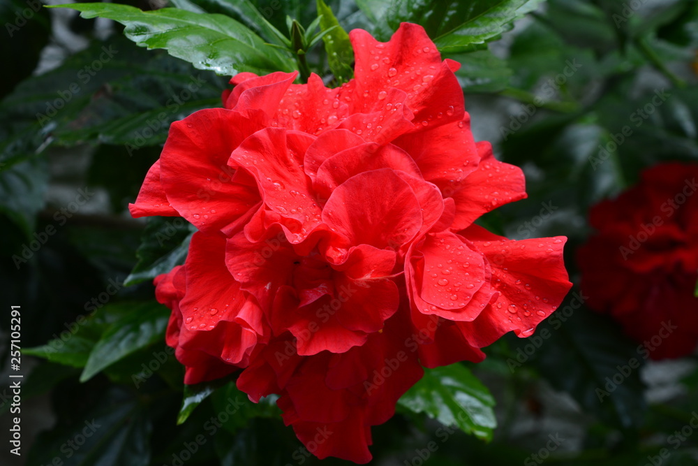 Flor II