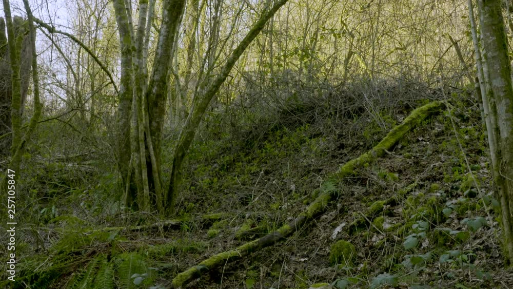 The forest after winter, looking at fallen trees with moss and fungus on the bark, next to a river. The forest after winter, looking at fallen trees with moss and fungus on the bark, next to a river.