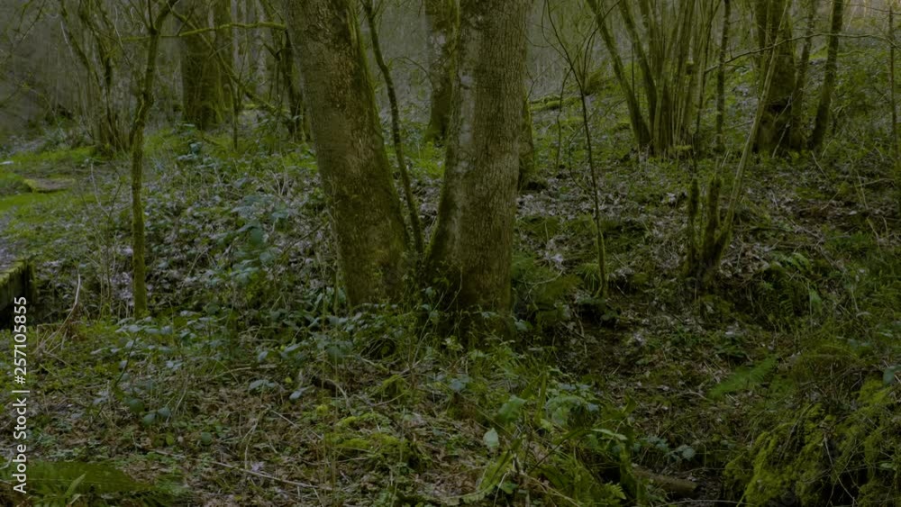 The forest after winter, looking at broken trees and logs with moss and fungus on the bark. The forest after winter, looking at broken trees and logs with moss and fungus on the bark.