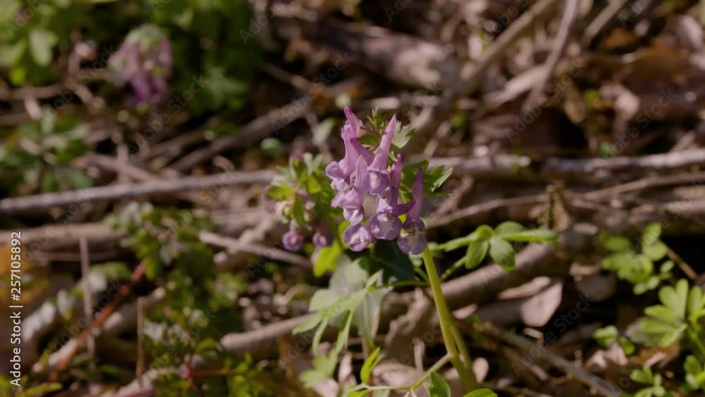 Wild Goats Rue Goat’s rue is a beautiful native plant that flowers from March to May ...