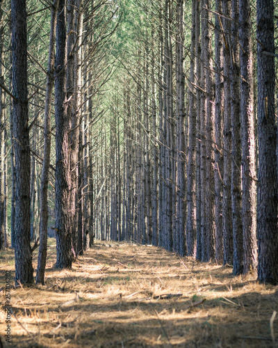 Rows of Pine Trees Leading Around a Curve