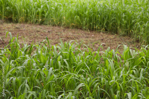 green fodder in Livestock nutrition