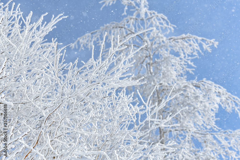 Beautiful snow stuck to the branches of trees in winter Beautiful snow stuck to the branches of trees in winter