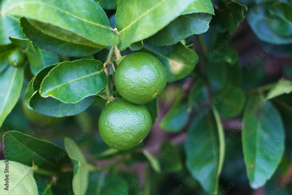 Green limes lemon hanging on the lime tree branch. Green limes lemon hanging on the lime tree branch.
