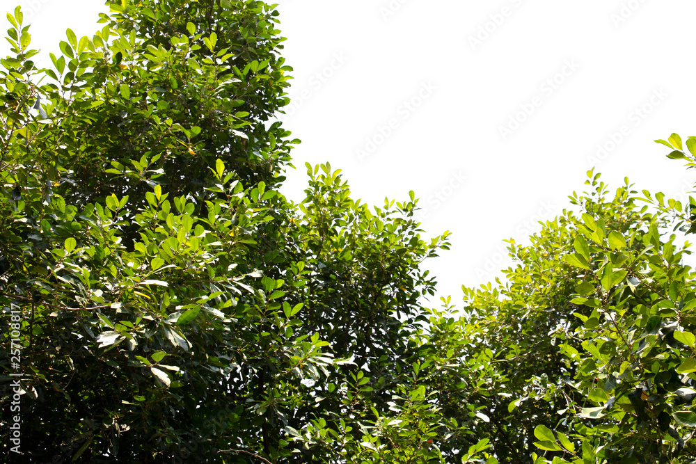 Fototapeta premium treetop isolated on white background