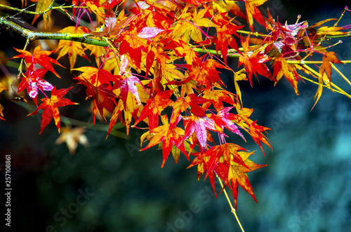 日本の秋・紅葉するイロハモミジ © satoru