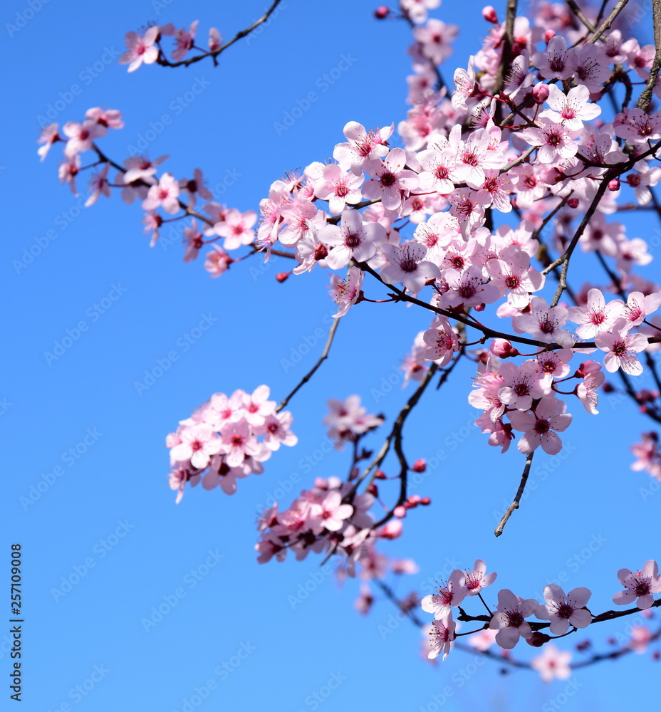 Zarte Blüten der Zierkirsche im Sonnenschein Zarte Blüten der Zierkirsche im Sonnenschein