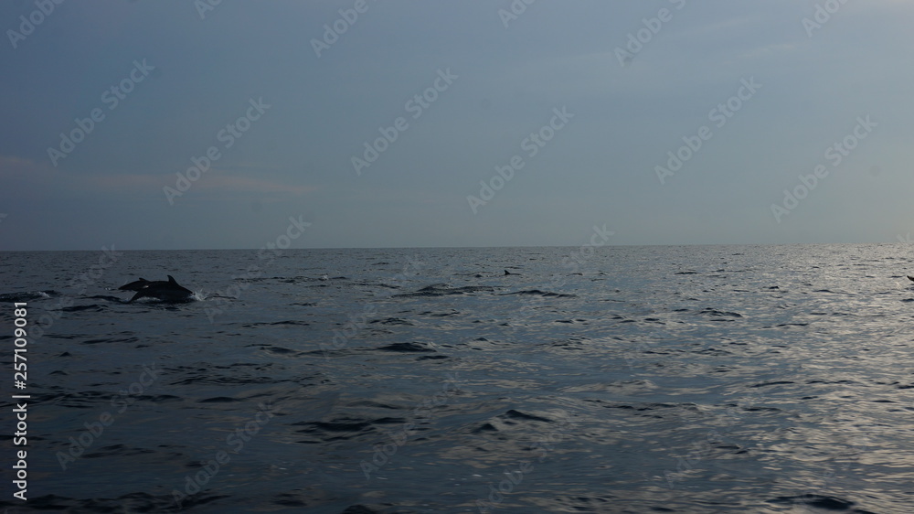 Dolphins swimming in the open water of the indian ocean Dolphins swimming in the open water of the indian ocean