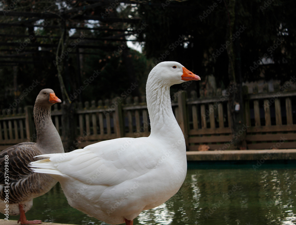 white swan photo detail