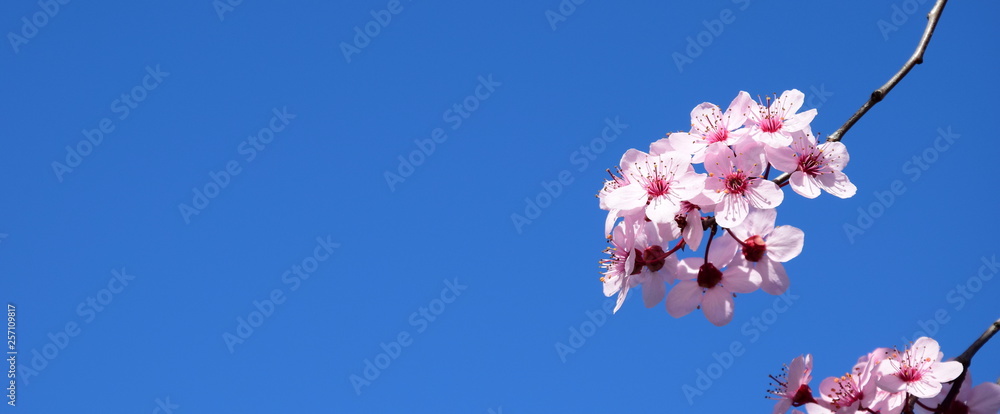 Hintergrund - Blüten der Zierkirsche vor blauen Himmel Hintergrund - Blüten der Zierkirsche vor blauen Himmel
