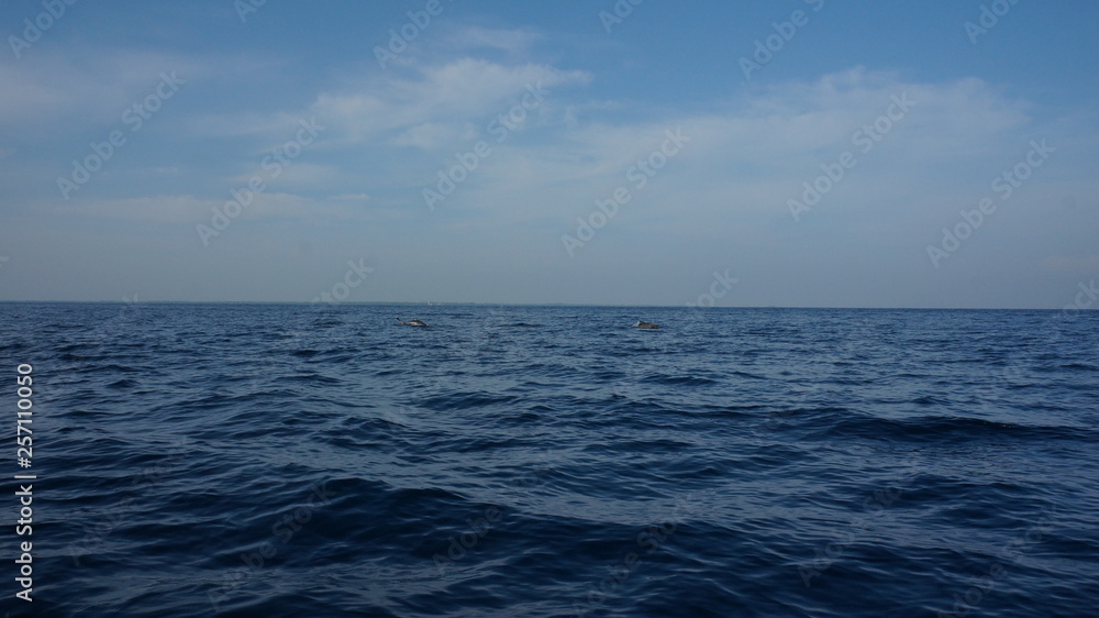 Dolphins swimming in the open water of the indian ocean Dolphins swimming in the open water of the indian ocean
