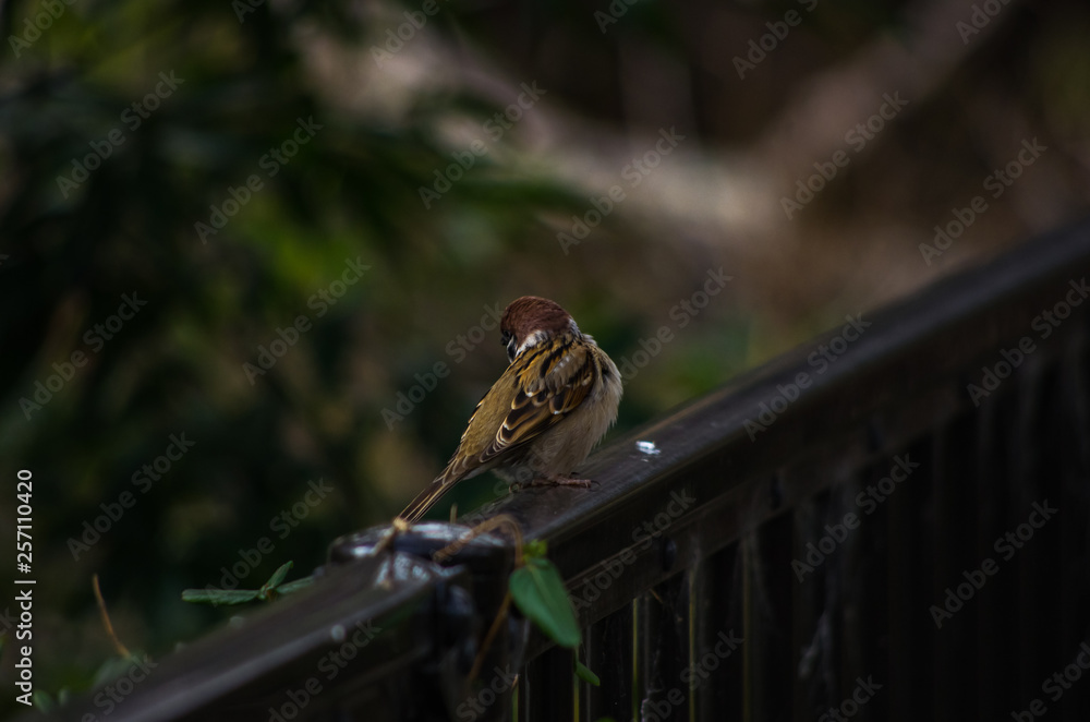 Fototapeta premium フェンスの上のスズメ