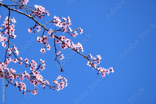 Zierkirscheblüten vor blauen Hintergrund
