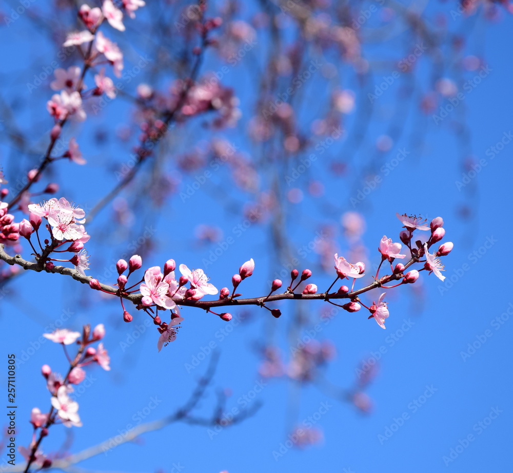 Zierkirschenblüte in Südtirol