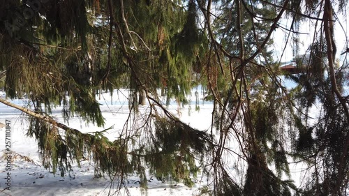 Canadian Goose Walking In Front Of Pine Trees In Winter photo