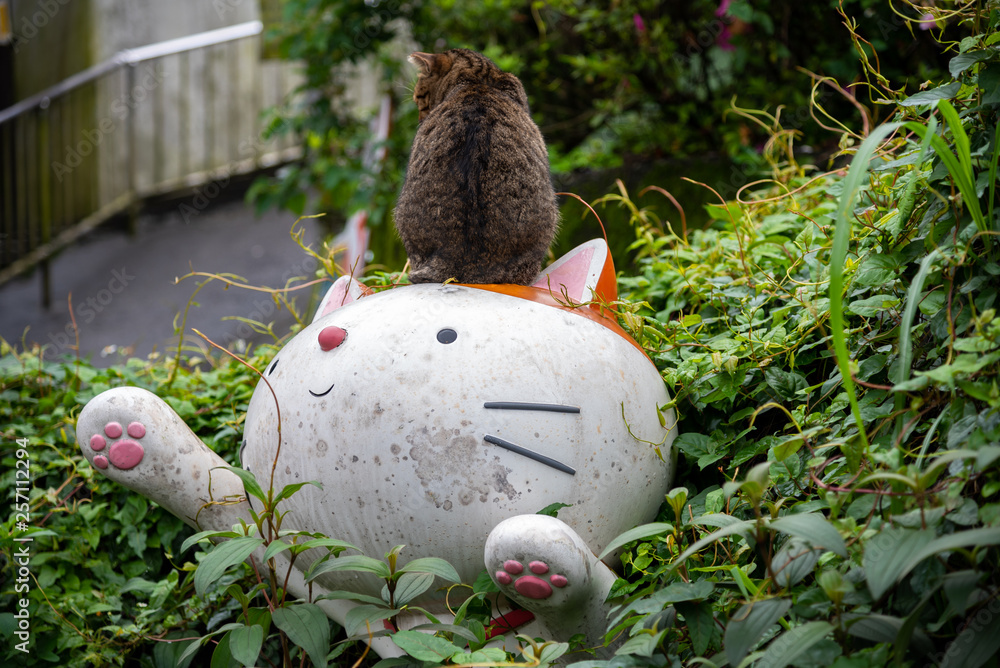 Fototapeta premium Houtong cat village. Taiwan famous cat population. The village is along the Pingxi Train Line, leaving from Ruifang district, New Taipei City, Taiwan.