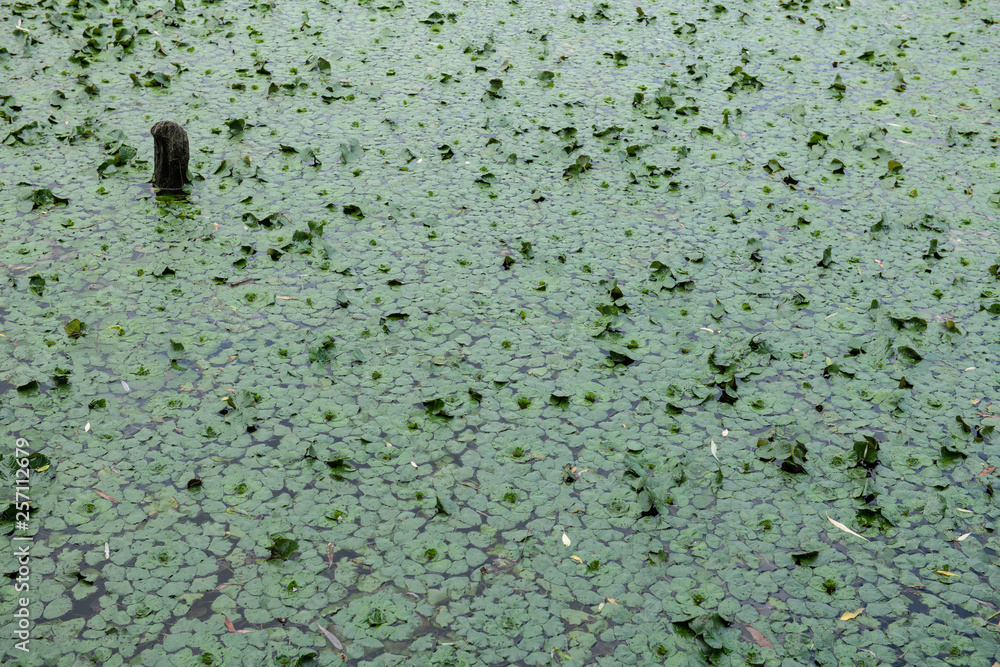 Leaves or pond weed floating on a pond lake water. Leaves or pond weed floating on a pond lake water.