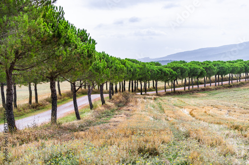 Dirt road to house on farm cypress trees lining path in Val D Orcia countryside in Tuscany  Italy with rolling hills