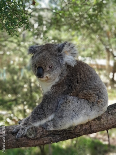 Koala just woken up from sleep.
