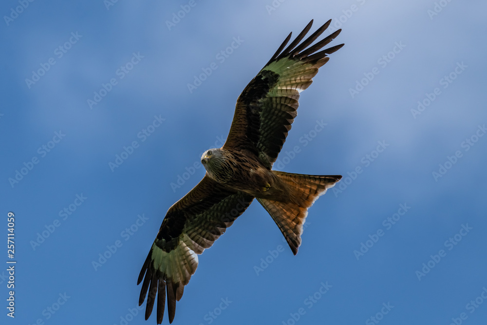 Obraz premium Red kite (Milvus milvus) bird of prey