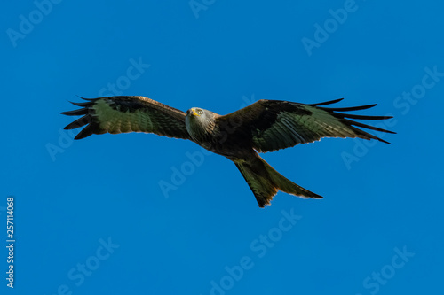 Red kite  Milvus milvus  bird of prey