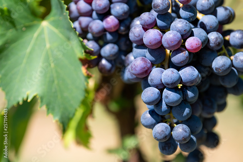 Φωτογραφία Large purple wine grapes on vine hanging grapevine bunch in Montepulciano, Tusca