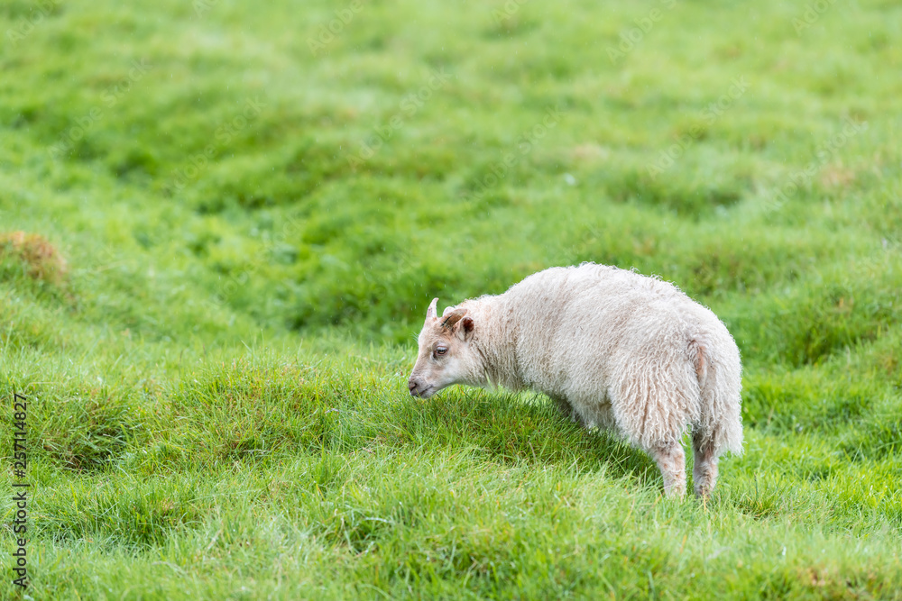 Obraz premium One cute adorable white adult lamb Icelandic sheep standing grazing green grass pasture at farm field in Iceland summer