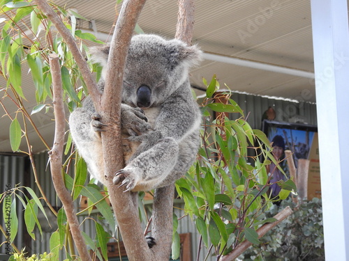 Photography koala