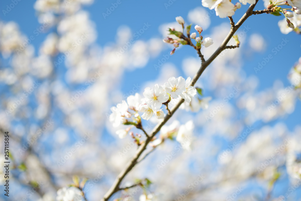 Beautiful cherry tree blossoming on spring. Beauty in nature. Beautiful cherry tree blossoming on spring. Beauty in nature.