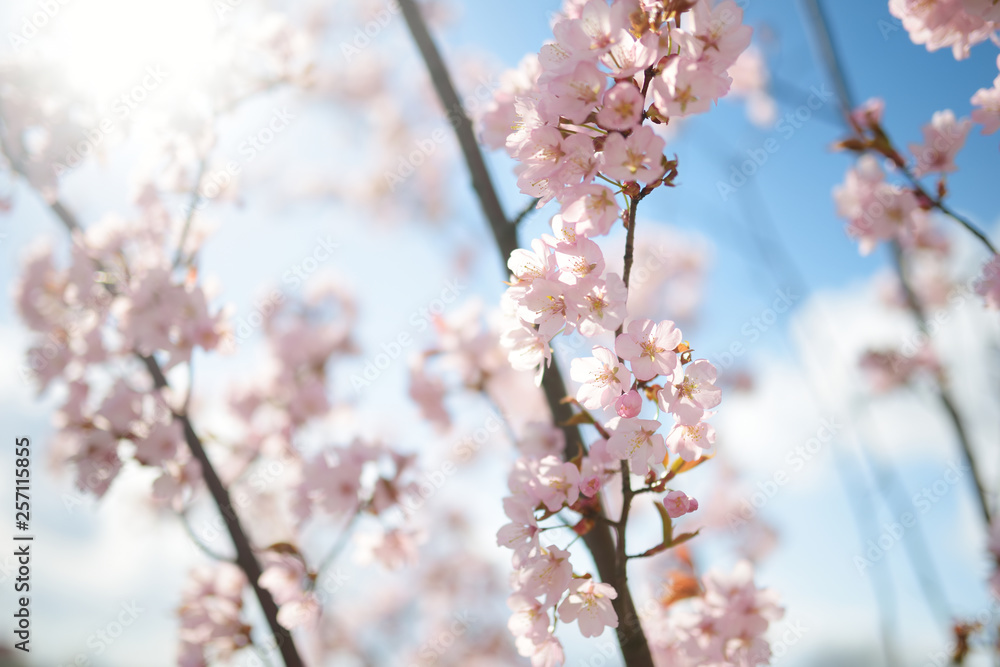 Beautiful cherry tree blossoming on spring. Beauty in nature. Beautiful cherry tree blossoming on spring. Beauty in nature.