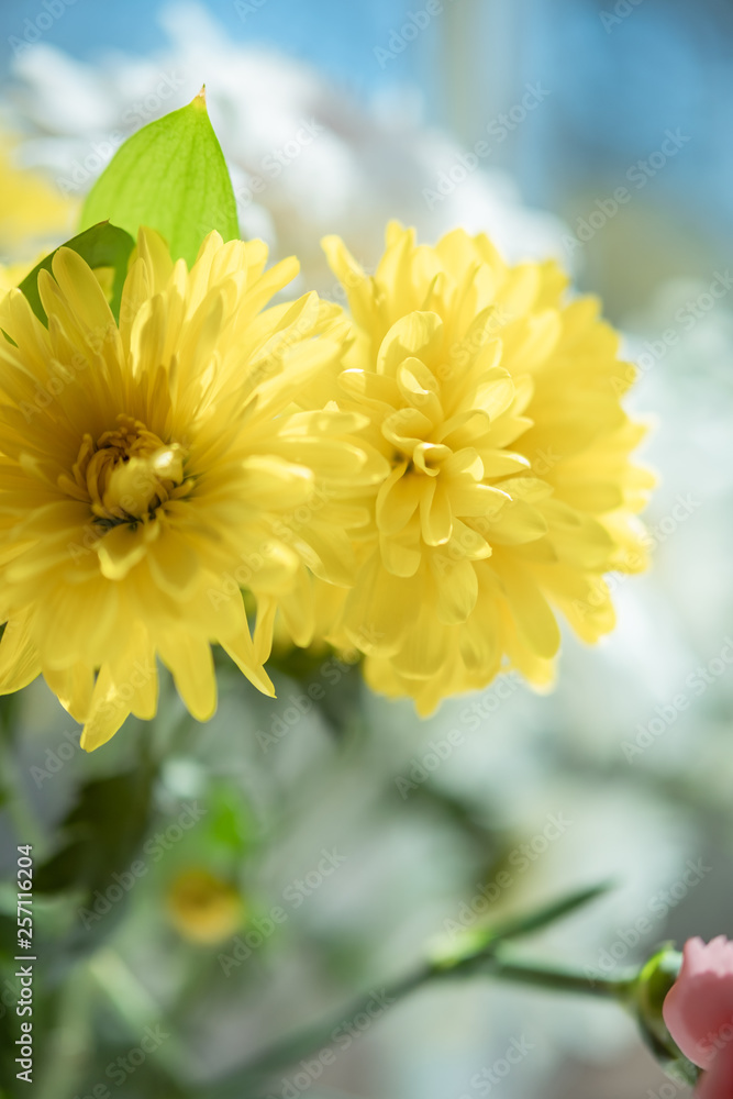 Fototapeta premium yellow flower