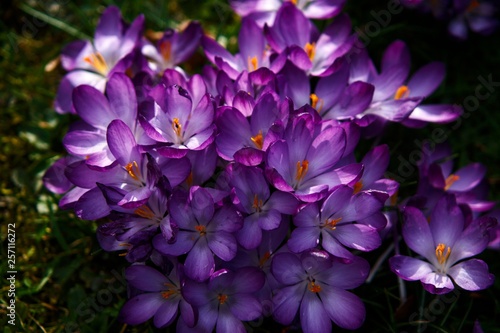 Die Ersten Frühlings Blumen 2019 Farbenfroh