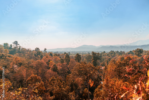 Landscape from high ground with summer forest mountain and nice blue sky © Piggycoup