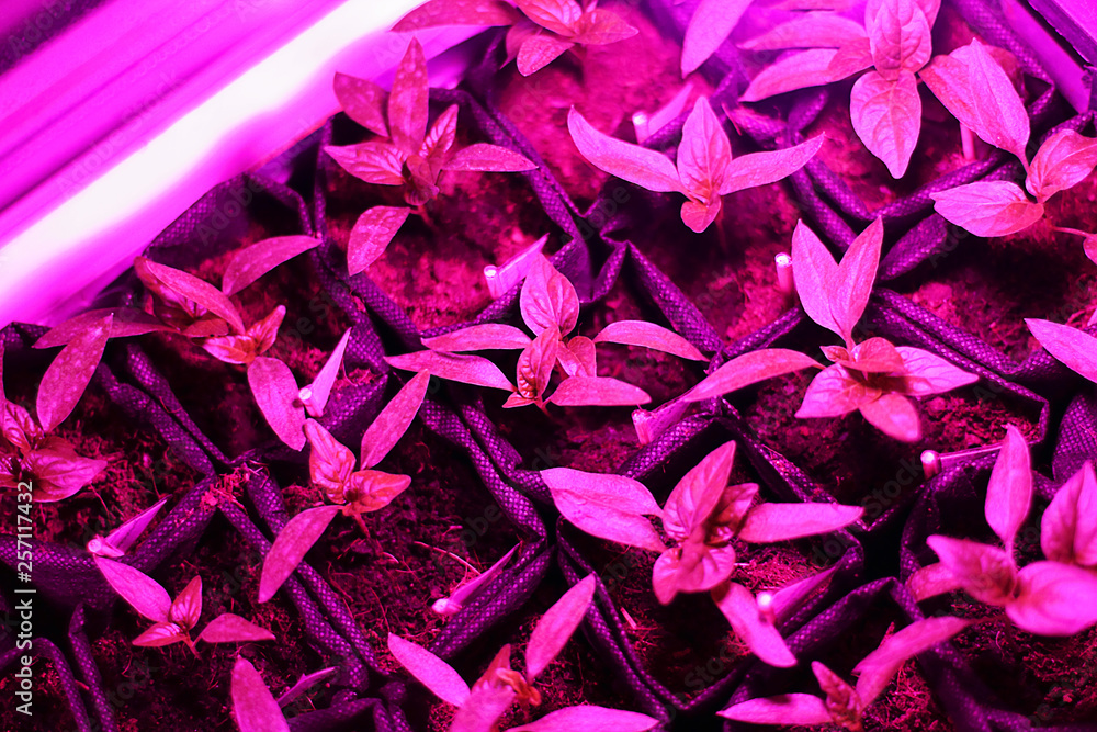Growing plant seedlings and artificial lighting. Lamp for plant growth without the sun. The color is pink or purple. Ecology, business, Earth Day, organic plant growing.
