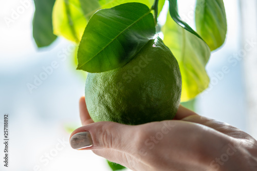 Hand holding green raw lime with leaves on a tree branch closeup . Concept of growing fresh citrus fruit