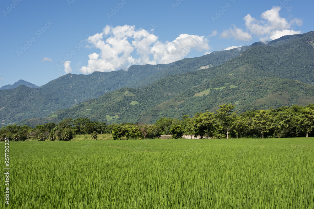 Fototapeta premium green paddy farm