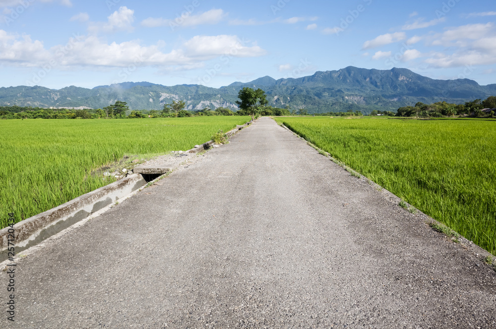Fototapeta premium road on the farm