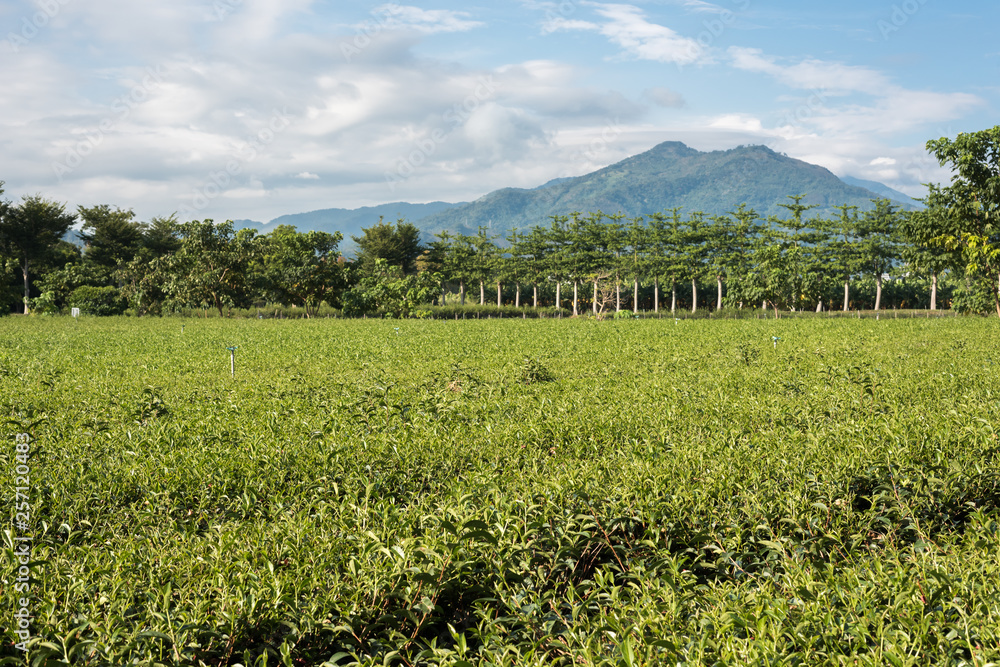 Obraz premium green tea farm
