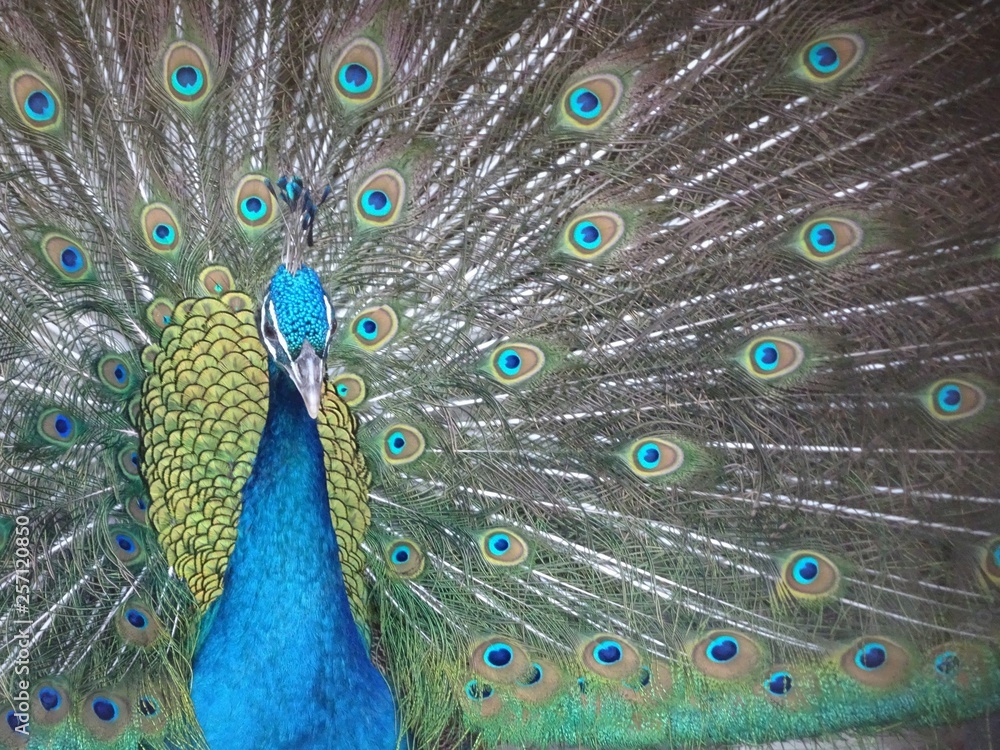 Obraz premium クジャクー羽を広げて正面を向く孔雀