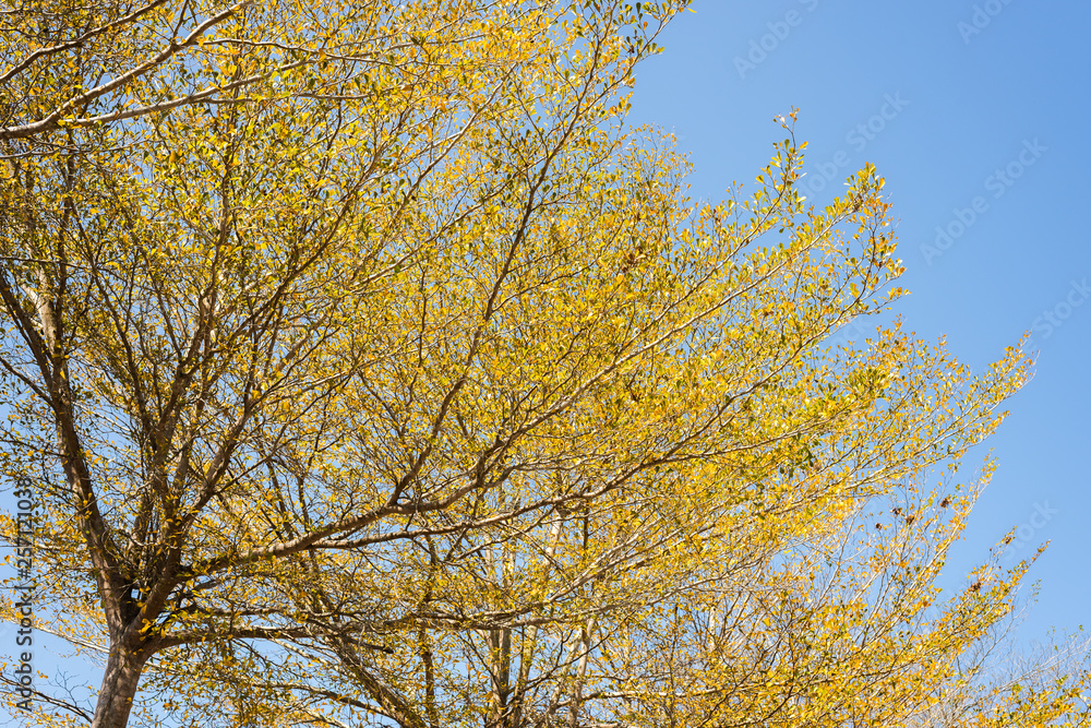 golden leaves against the blue sky golden leaves against the blue sky