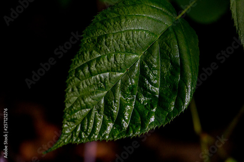 Lone Leaf 