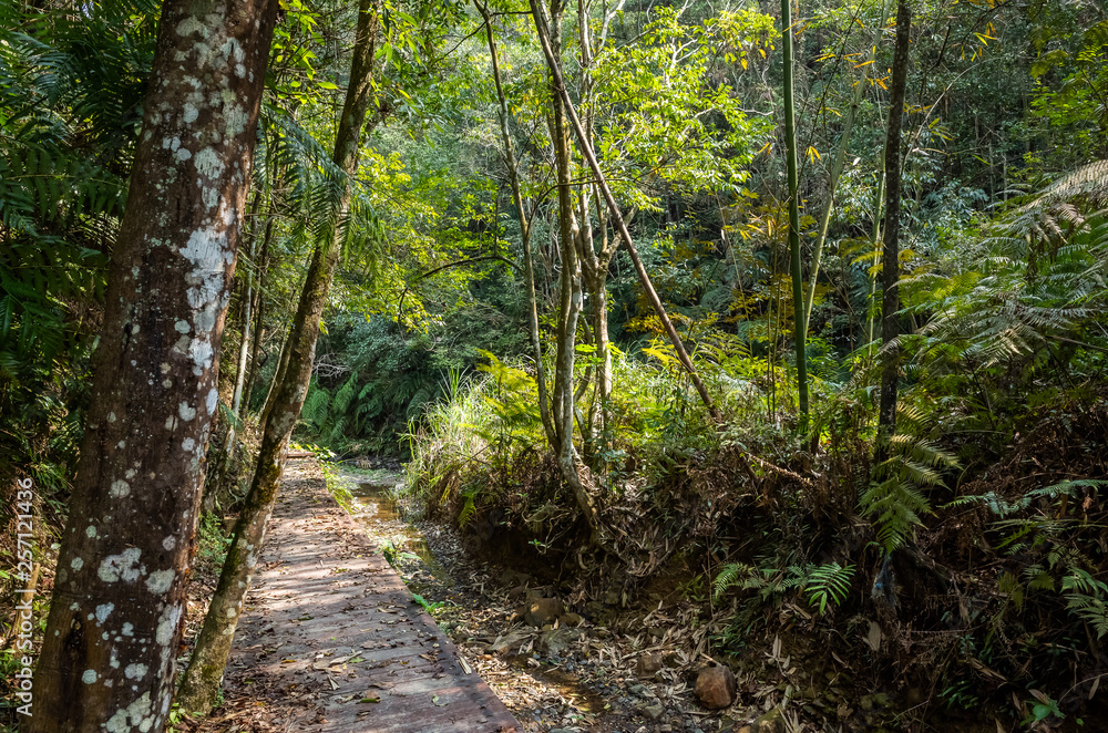 path with nobody at tropical forest path with nobody at tropical forest