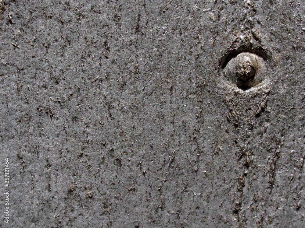 Close up of tree bark. Texture, background. Close up of tree bark. Texture, background.